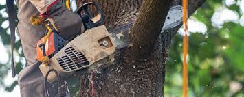 Best Commercial Tree Services  in Womelsdorf, PA