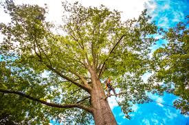 Best Leaf Removal  in Womelsdorf, PA