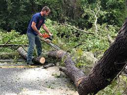 Best Firewood Processing and Delivery  in Womelsdorf, PA