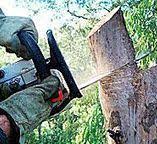 Best Fruit Tree Pruning  in Womelsdorf, PA
