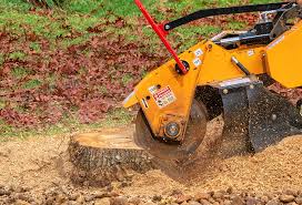 Best Storm Damage Tree Cleanup  in Womelsdorf, PA