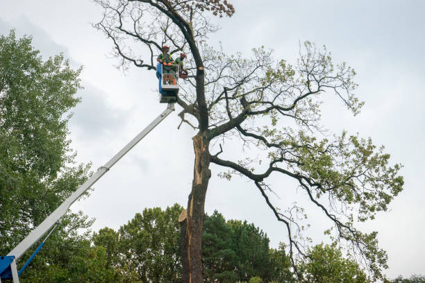 Best Tree Cabling and Bracing  in Womelsdorf, PA