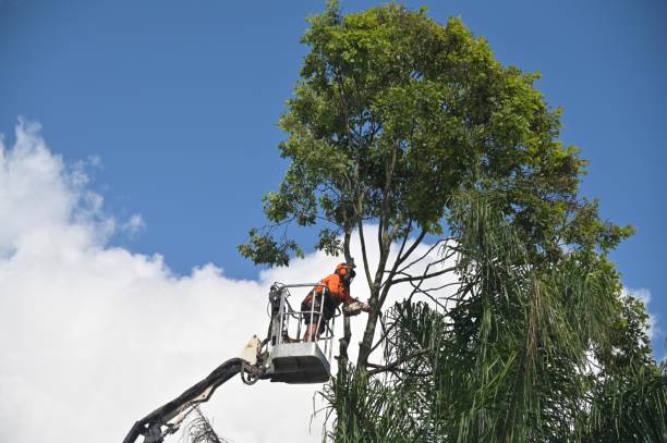 Best Tree Trimming and Pruning  in Womelsdorf, PA
