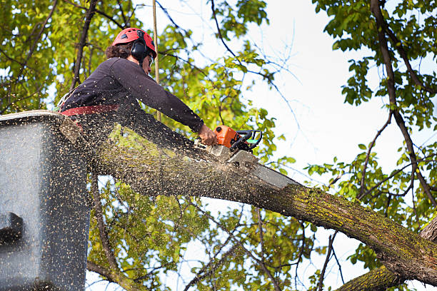 Best Arborist Consultation Services  in Womelsdorf, PA