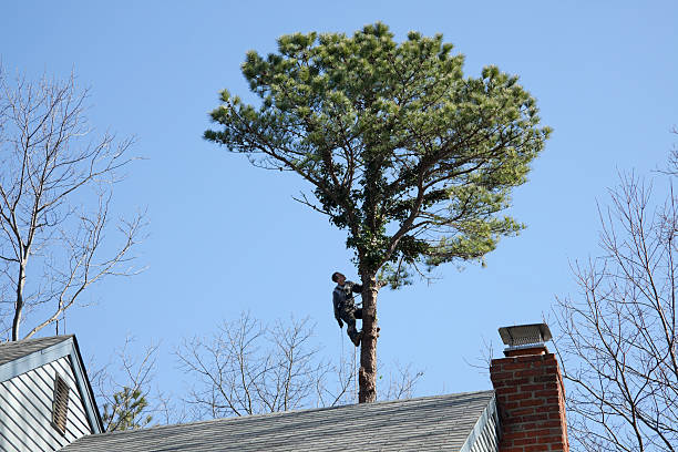 Best Root Management and Removal  in Womelsdorf, PA