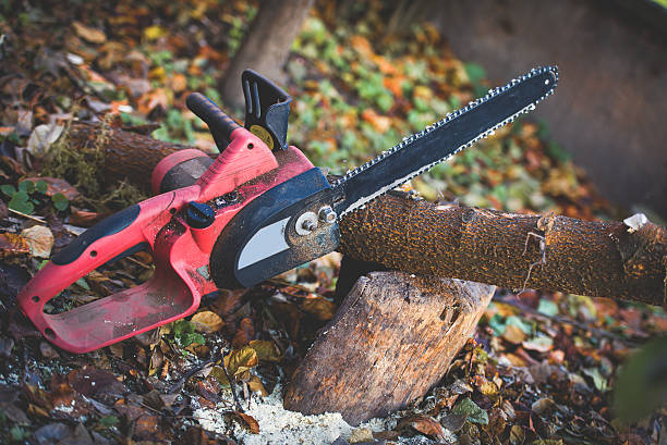How Our Tree Care Process Works  in  Womelsdorf, PA